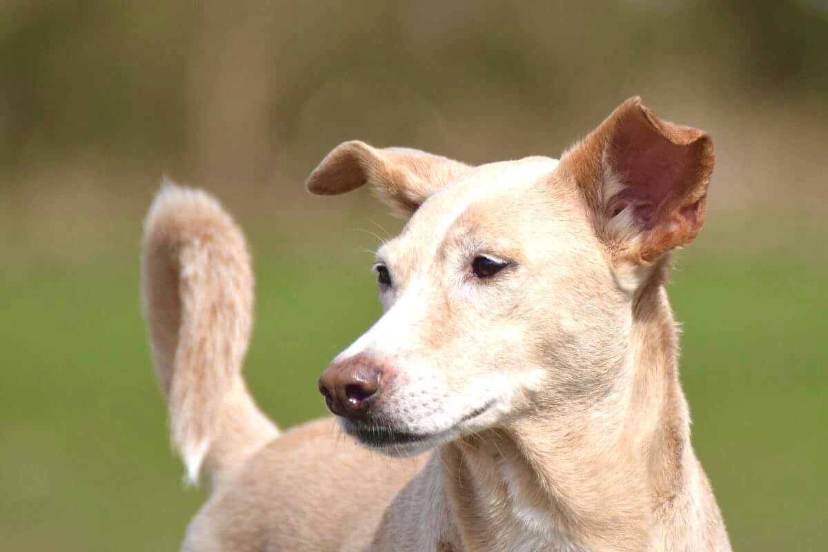 Zwerfdieren in het buitenland