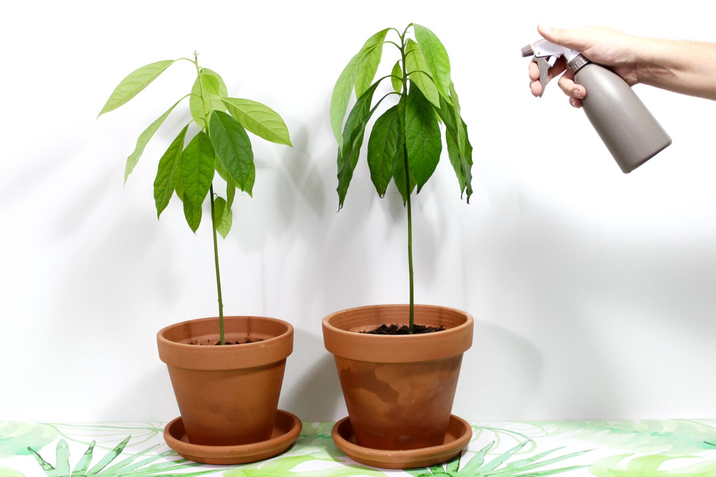 Hoe onderhoud je nou echt je eigen avocadoplant?