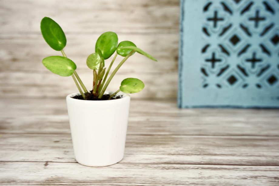 Dag van de duurzaamheid 2