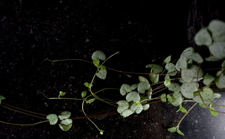 fomo - fear of missing out